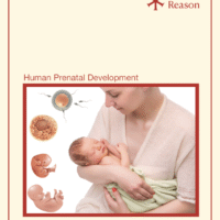Human Prenatal Development