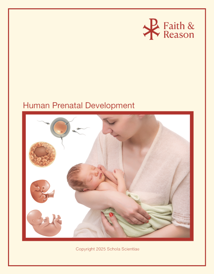Human Prenatal Development – Teacher