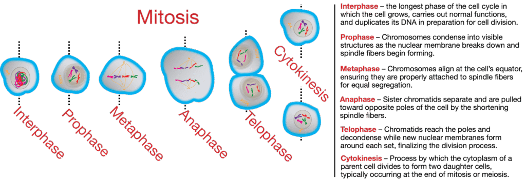 Mitosis phases: Interphase, Prophase, Metaphase, Anaphase, Telophase, Cytokinesis