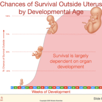 Human Prenatal Development Extension: Fetal Pig Dissection