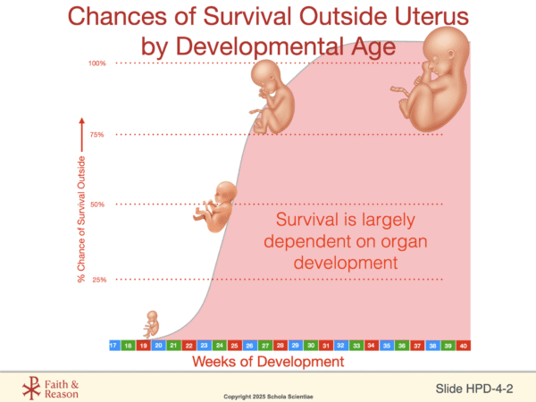Human Prenatal Development Extension: Fetal Pig Dissection