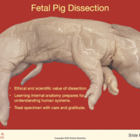 Human Prenatal Development Extension: Fetal Pig Dissection