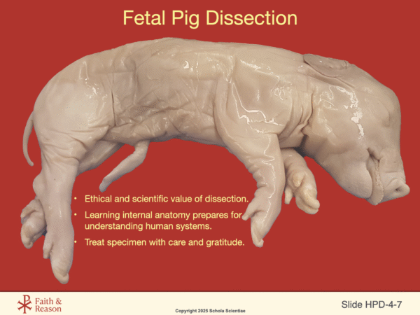 Human Prenatal Development Extension: Fetal Pig Dissection