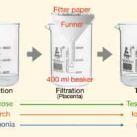 Human Prenatal Development (NEW)