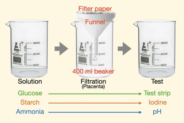 Human Prenatal Development (NEW)