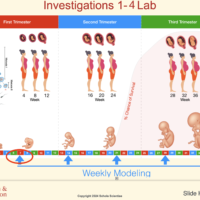 Human Prenatal Development (NEW)