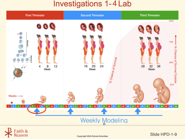 Human Prenatal Development (NEW)