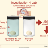 Human Prenatal Development (NEW)