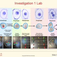Human Prenatal Development (NEW)