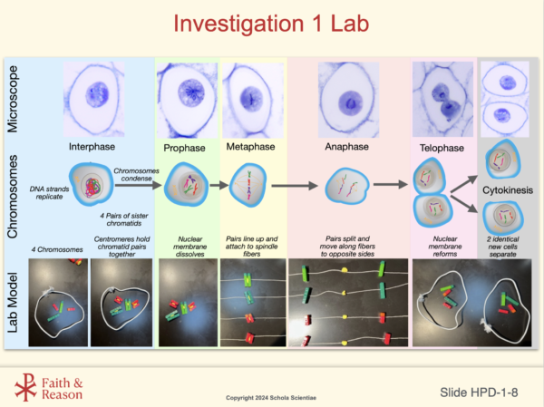 Human Prenatal Development (NEW)